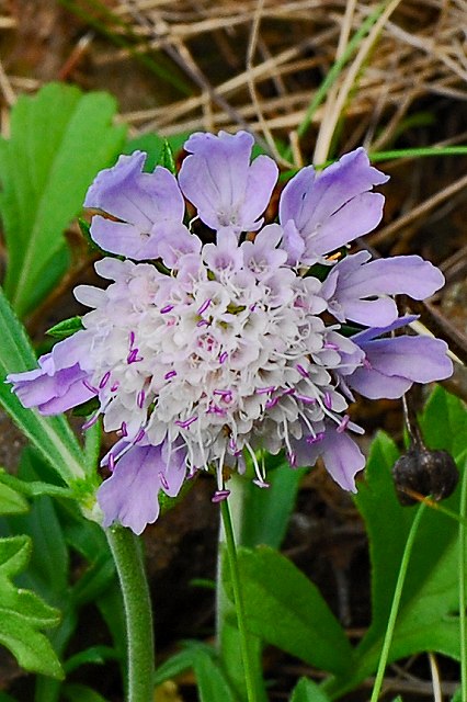 エゾマツムシソウの頭花