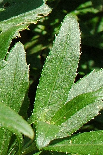 エゾノキツネアザミの茎葉