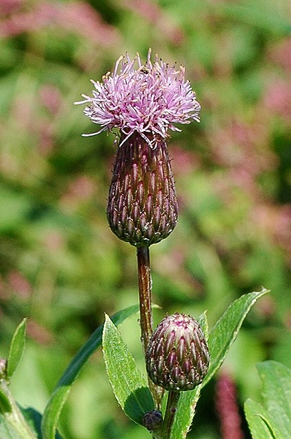 エゾノキツネアザミの頭花