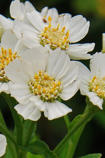 エゾノコギリソウの頭花