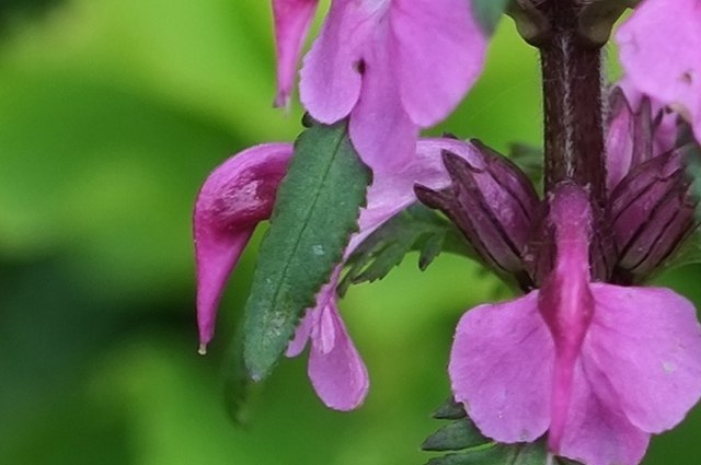 エゾヨツバシオガマの花冠