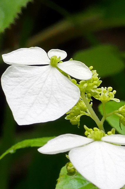 ガクウツギの装飾花