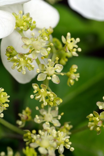 ガクウツギの両性花