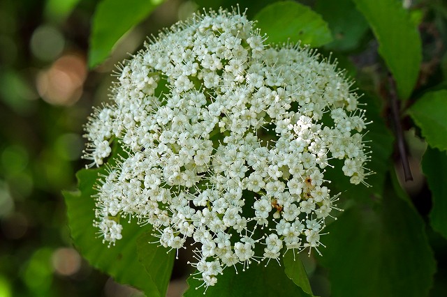 ガマズミの花序