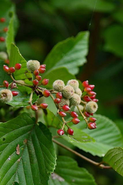 ガマズミの果実にできた虫癭