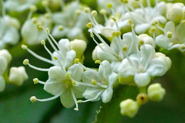 ガマズミの花