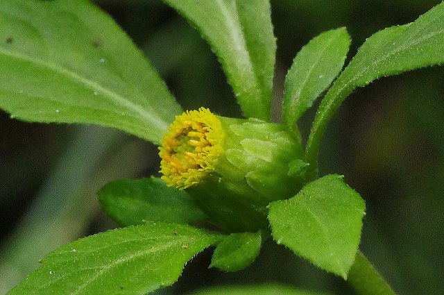 ガンクビソウの花