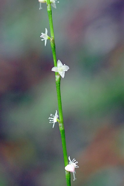 ギンミズヒキの花