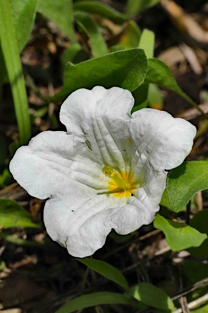 ギンパイソウの花