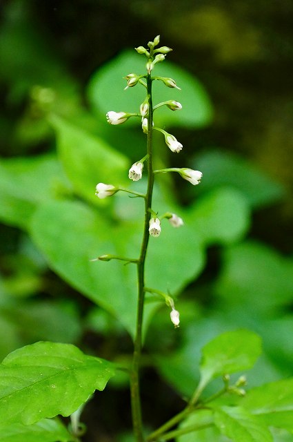 ギンレイカの花序