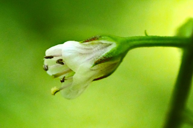 ギンレイカの花