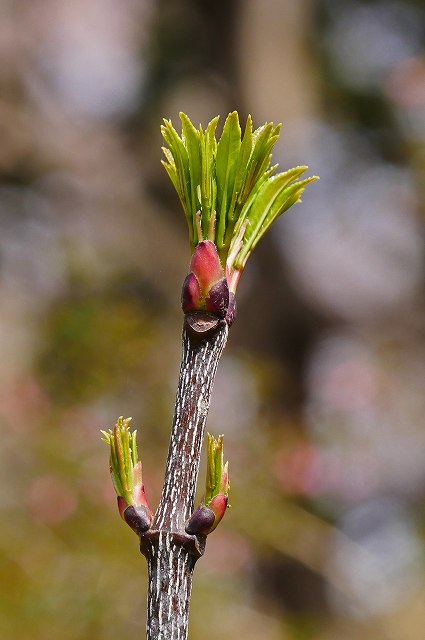 ゴンズイの新芽