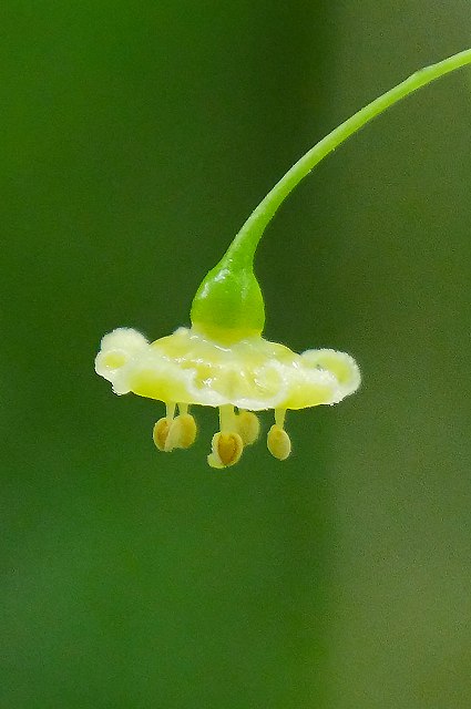 ハダカホオズキの花