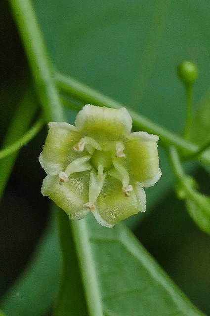 ハダカホオズキの花-2