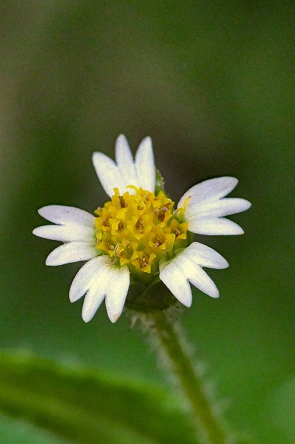 ハキダメギクの花