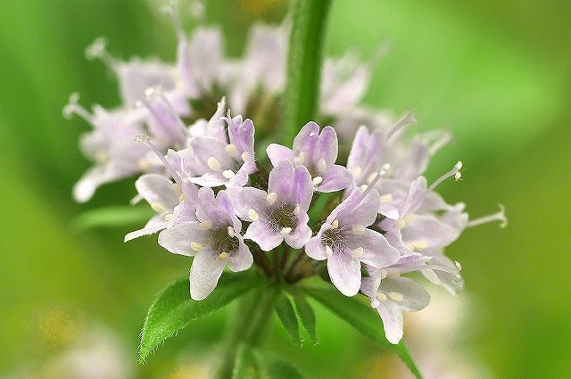 ハッカの花