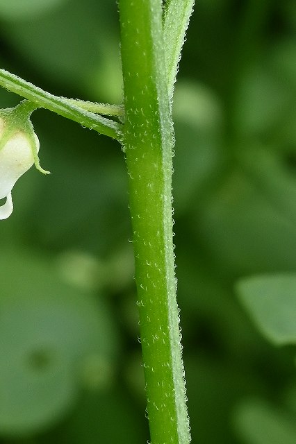 ハコベホオズキの茎