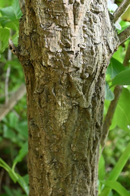 ハコネウツギの樹皮
