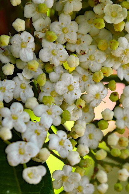 ハクサンボクの花