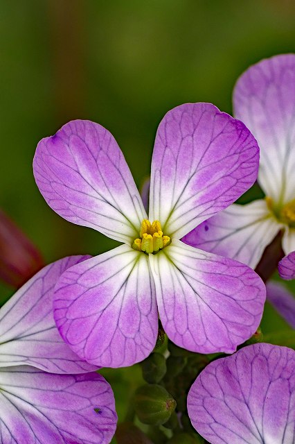 ハマダイコンの花