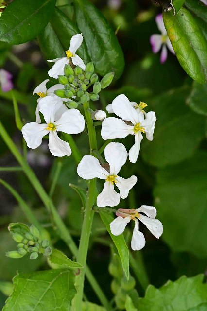 白花のハマダイコン