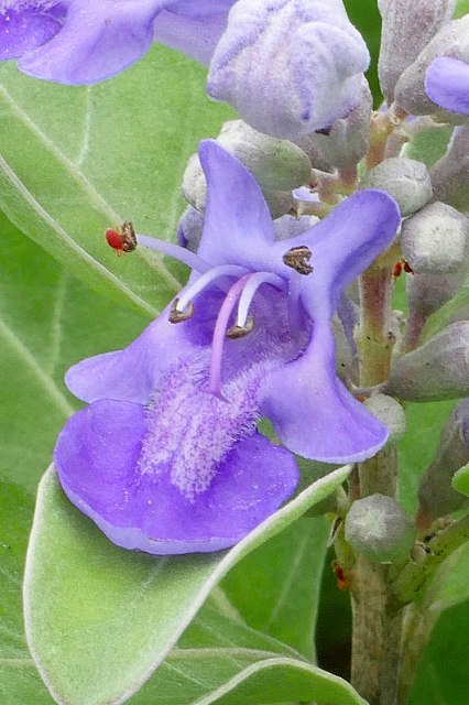 ハマゴウの花