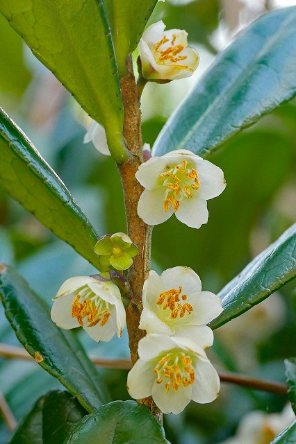 ハマヒサカキの花