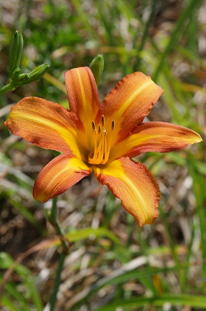 ハマカンゾウの花