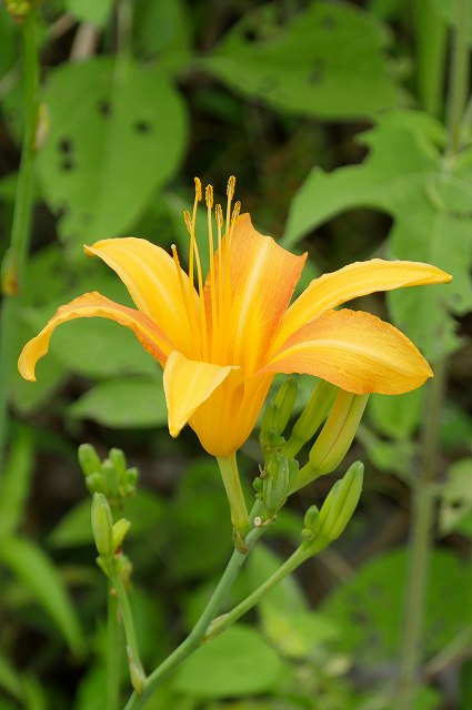 ハマカンゾウの花-2