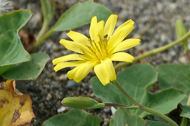 ハマニガナの頭花