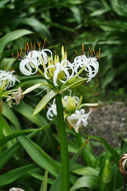 ハマオモトの花