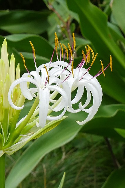 ハマオモトの花-2