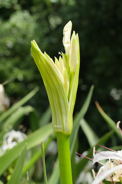 開花直前のハマオモト