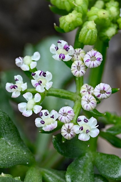 ハマゼリの花