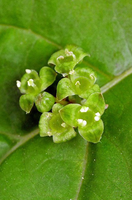 ハナイカダの雄花