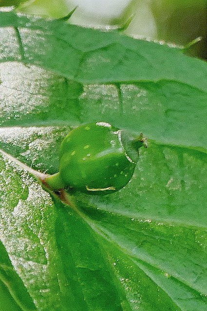 ハナイカダの若い果実