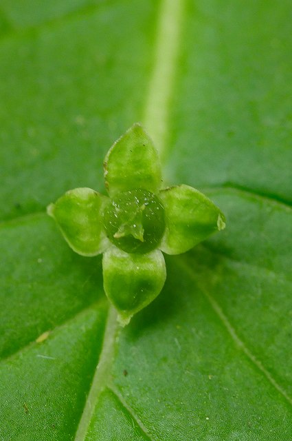 ハナイカダの雌花