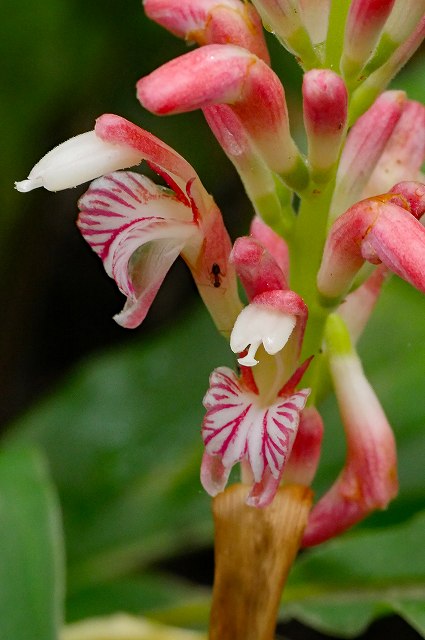 ハナミョウガの花