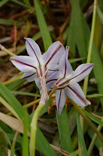 ハナニラの花被の裏面