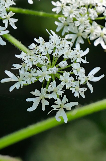 ハナウドの花