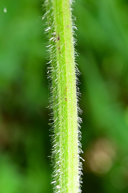 ハナウドの茎