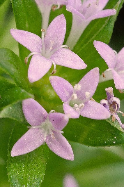 ハナヤエムグラの花