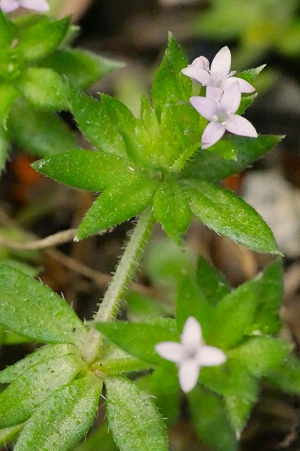 ハナヤエムグラの茎