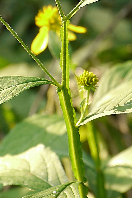 ハネミギクの茎の翼