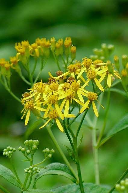 ハンゴンソウの花序