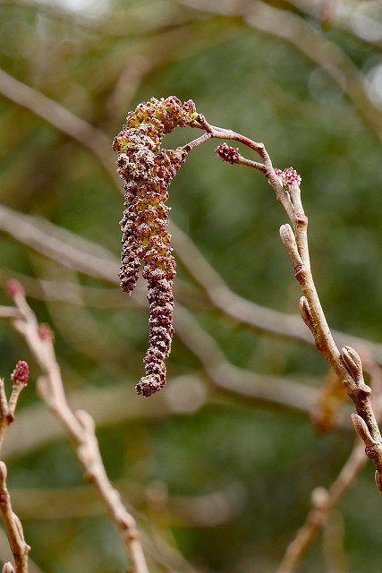 ハンノキの花序