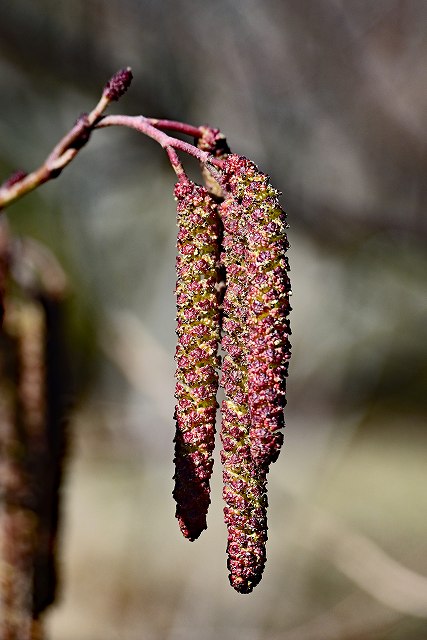 ハンノキの雄花序