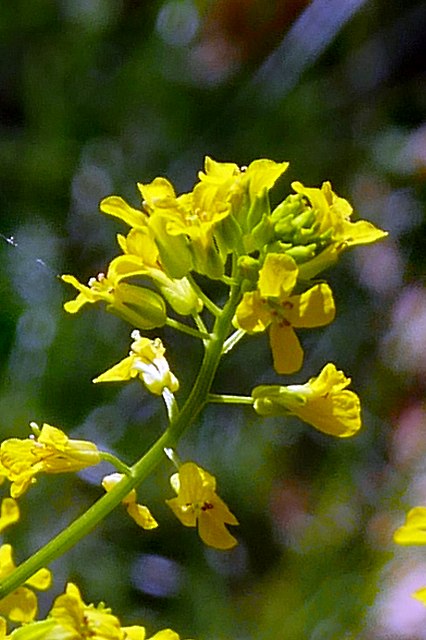 ハルザキヤマガラシの花