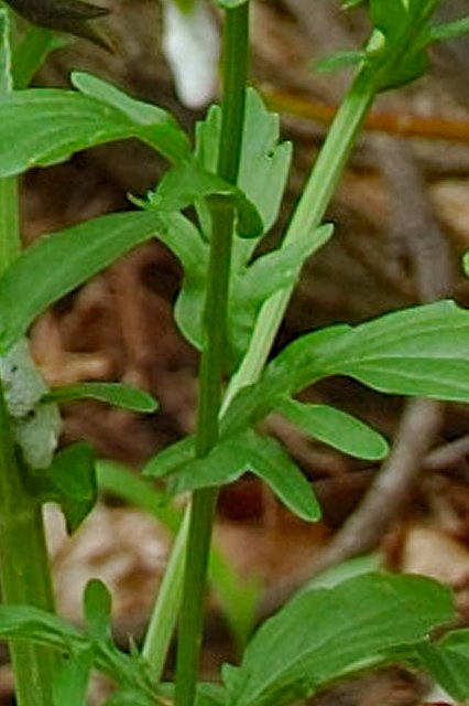 ハルザキヤマガラシの茎葉