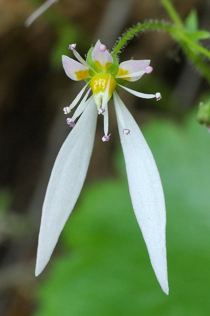 ハルユキノシタの花